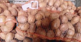 Más de 55 años de Carera.Bellarosa, variedad de papas