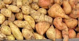 Venderé BATAT industrial, origen: España, tamaño: 600 gr +,