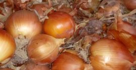 Vendemos cantidades al por mayor de cebollas de Calibre