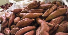 Vendo batatas, variedad: bearegard, industrial, naranja, color: naranja. Cantidad: