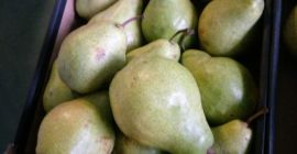 Jablka, cartón, 13 kg, 20 PLN, pera xenia, cartón,