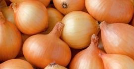 La cebolla fresca exporta la nueva cosecha de cebolla