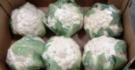 Venderé coliflor: - 1ra clase, importación desde España, -