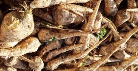 Raíz de rábano picante para la venta por mayor