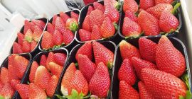 Venderé la temporada de fresas 2019. Tenemos entregas frescas