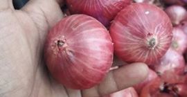 Cebollas rojas y amarillas en venta whatsapp: + 45