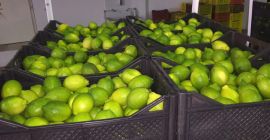 Limón de Túnez - información sobre la imagen. Por