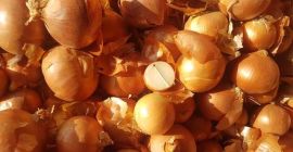 Cebollas en venta contáctenos para obtener más información. Decir