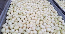 Venderé cebollas, tanto peladas como mecánicamente. Las cebollas provienen