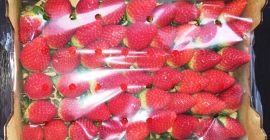Venderé muy buenas fresas, variedades duras, resistentes al transporte