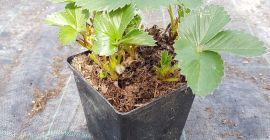 VENDERÉ FRESAS. Una gran selección de variedades, envío y