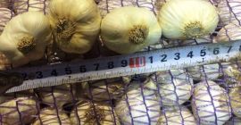 Venderé ajo en sacos. Tengo cantidades al por mayor