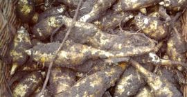 Venderé la variedad topinambour &quot;Albik&quot;. La colección comenzará a