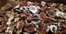 Spredam Borowika Capillas blancas de los últimos 800 kg.