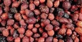 Venderé una rosa salvaje seca. El llamado. jardín de