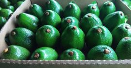 La compañía BOS Food International vende frutas exóticas: aguacate