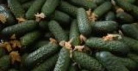 El productor ofrece para la venta CULINO PULIDO PULIDO,