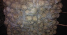 Venderé apio comercial de GLOBAL GAP. Montículos o sucios.