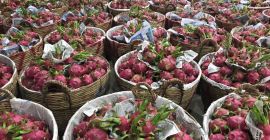 Dragonfruits país de origen Vietnam 1440 $ cif Koper