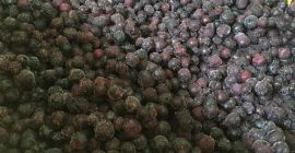 La compañía GRABO vende bayas canadienses silvestres (¡no se