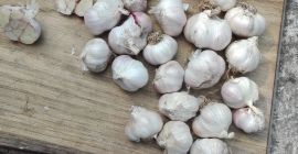 Venderé ajo jarus con cultivos de cosecha propia. Cabezales