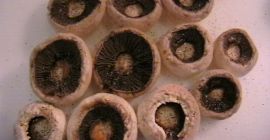 Compraré un hongo para secar, una pila, una hoja