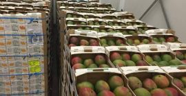 Mango 5,90 euros por caja (4 kg) tkacyzk.daria@gmail.com