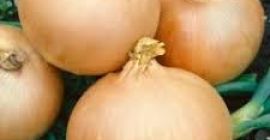 Cebollas frescas de buena calidad para la venta WhatsApp: