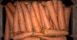 Zanahorias industriales, simples, bonitas, de gran calibre, sin lavar,