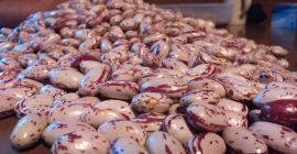 Guisantes, directamente del productor para vender 600 kg más