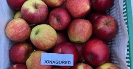 Vendo * 7 toneladas de RUBINA de Smart Fresh