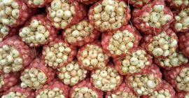 Ofrecemos cebollas frescas. Por favor, póngase en contacto con