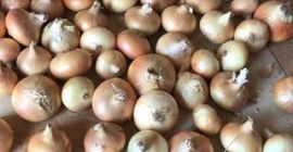 Ofrecemos cebollas frescas WhatsApp: + 45 36 99 14