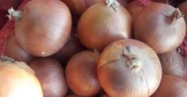 Ofrecemos cebollas frescas calibradas WhatsApp: + 45 36 99