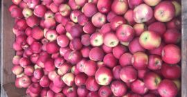 Venderé un almacén frigorífico con Alwe fresco, estará listo
