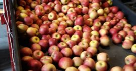 Venderé Rubin de almacenamiento en frío (alrededor de 10