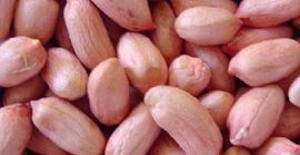 24/28 Peanutkernels (tipo largo) Especificación: Humedad: 8.5% Máx., Aditivo: