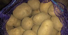 También tenemos variedades de papas amarillas como Satine, Krone,