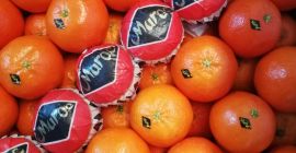 Clementina de marruecos. Nova, Nour, Nadercott. Posibilidad de envío