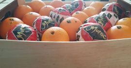 Orange Navel Lane Late Orange Navel Lane Late de Marruecos. Posibilidad de enviar