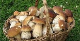 Venderé setas frescas y secas en el período de