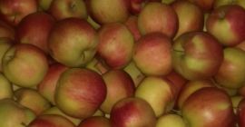 Venderé Ligola desde una caja frigorífica. Las manzanas son