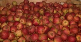 Venderé Jonagold Decost, una manzana bonita y saludable. Color