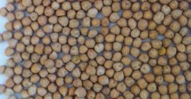 Garbanzos (de lo contrario, guisantes italianos, guisantes &quot;Nut&quot;) Calibre