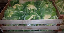 Venderé coliflor 6 piezas en una caja. Buenos productos