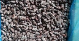 Venderé bayas congeladas de bayas de Kamchatka, variedad Wojtek,