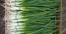 Cebollino en el enlace, fresco este año,