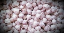 Hola Vendo Ajo Precio Polaco De Primavera Para Kilo.