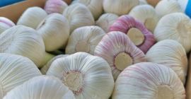 Ajo fresco de Alemania whatsapp: +380633636002 Correo electrónico: ferry.jonea1@gmail.com