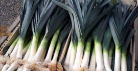 Venderé un belga por. Calibre 3/4 o 2/4. Categoría